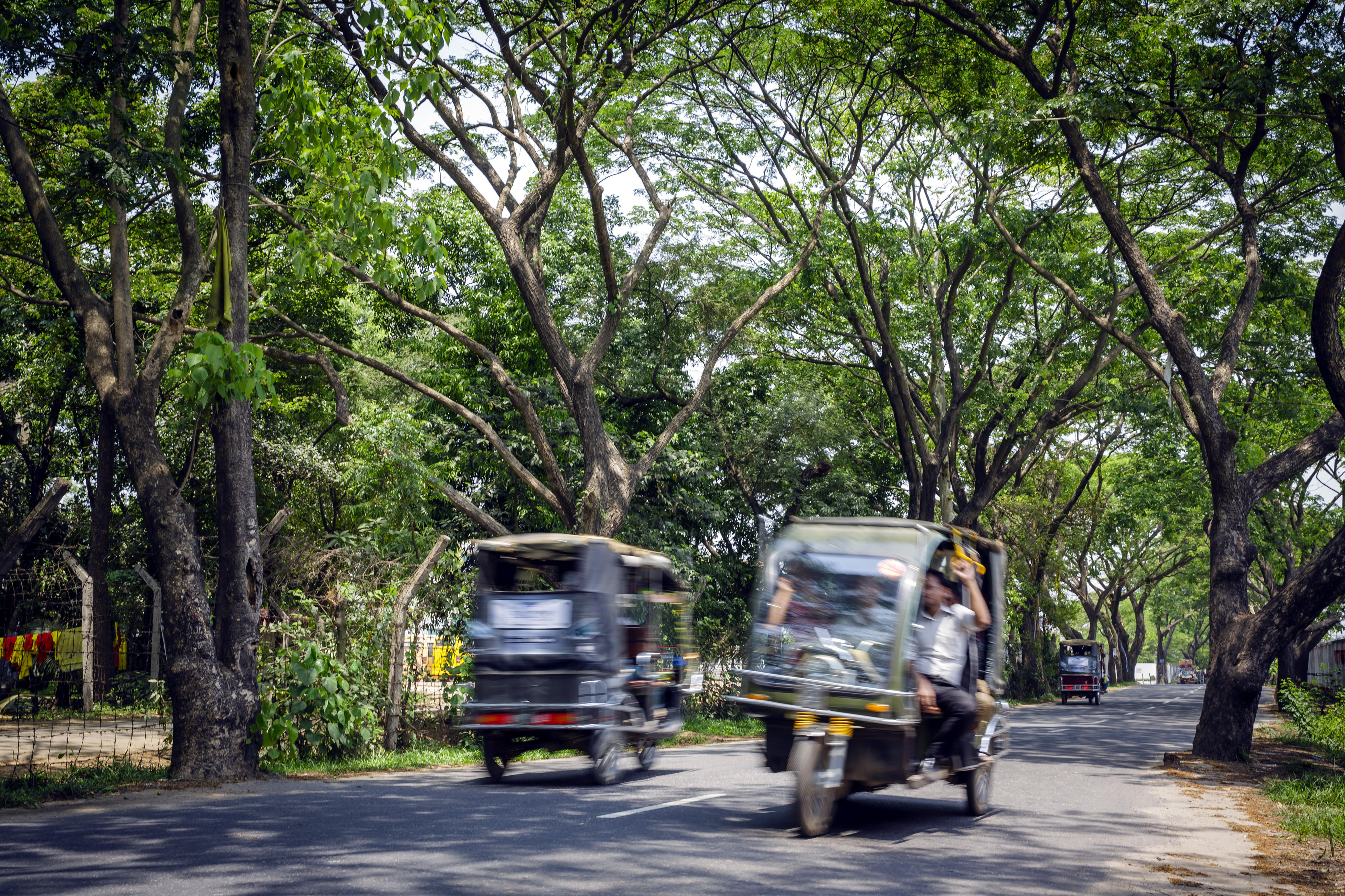 Straßenszene in Bangladesch: Zwei Tuk-Tuks begegnen sich auf einer von Bäumen gesäumten Straße 