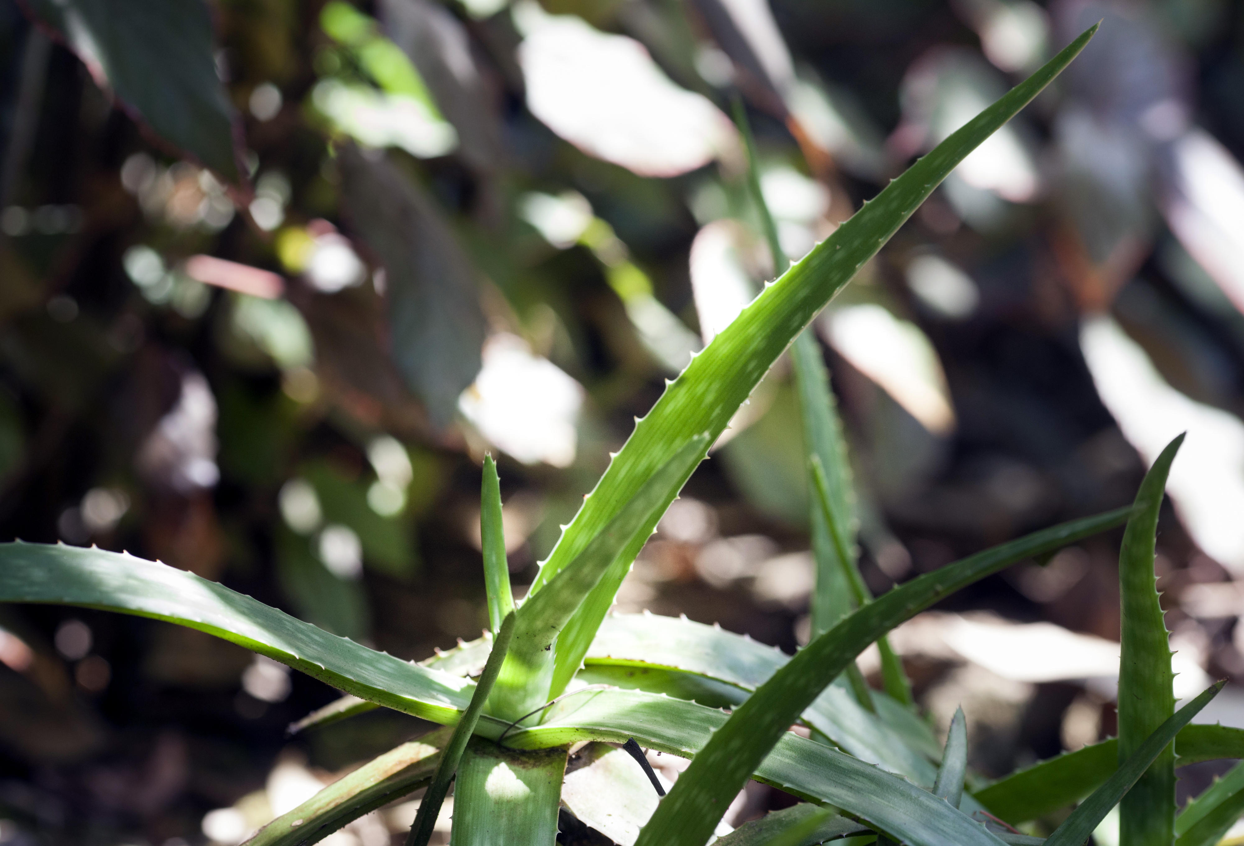  Echte Aloe (Aloe Vera), Detailaufnahme