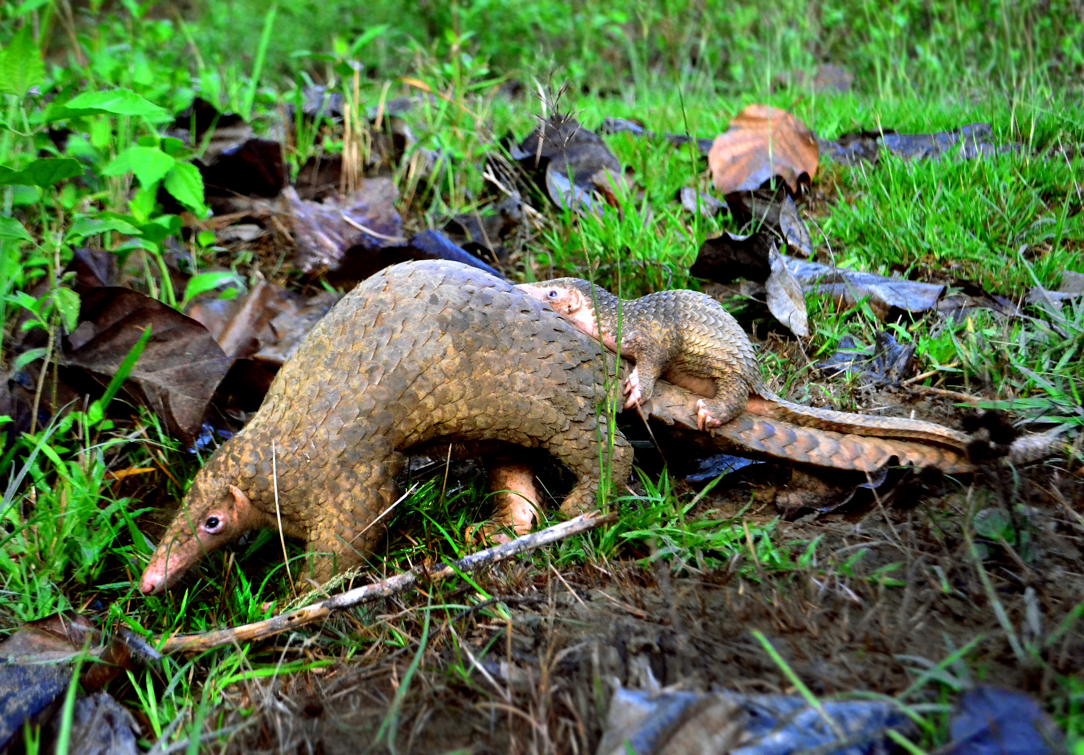 Ein erwachsenes Philippinen-Schuppentier und sein Junges, das auf dem Rücken und dem Schwanz des Alttieres sitzt. Die Tiere werden intensiv gejagt, Haut und Schuppen werden in der traditionellen chinesischen Medizin verwendet. Die Art gilt als stark gefährdet.