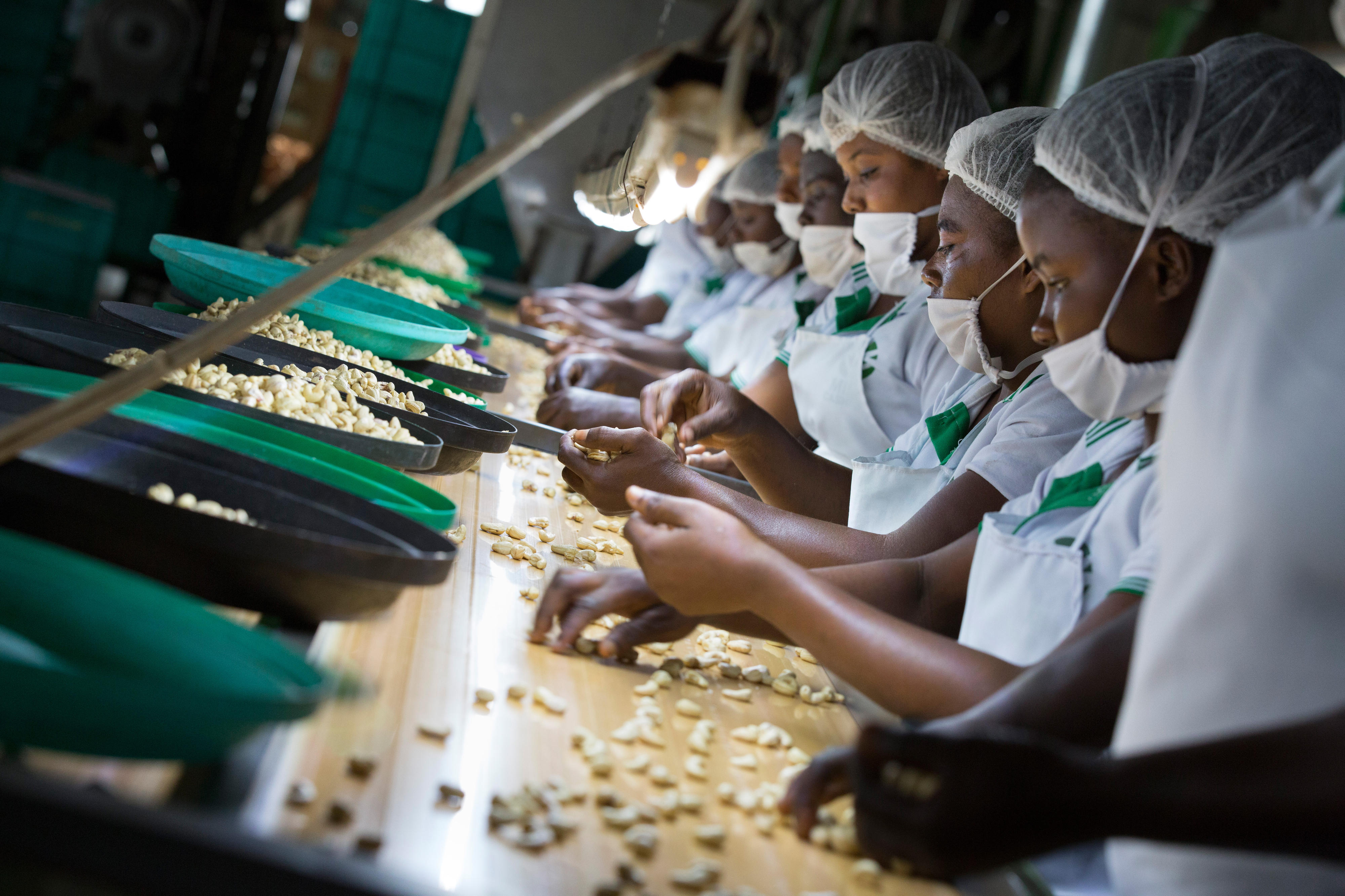 Cashew processing in Ghana