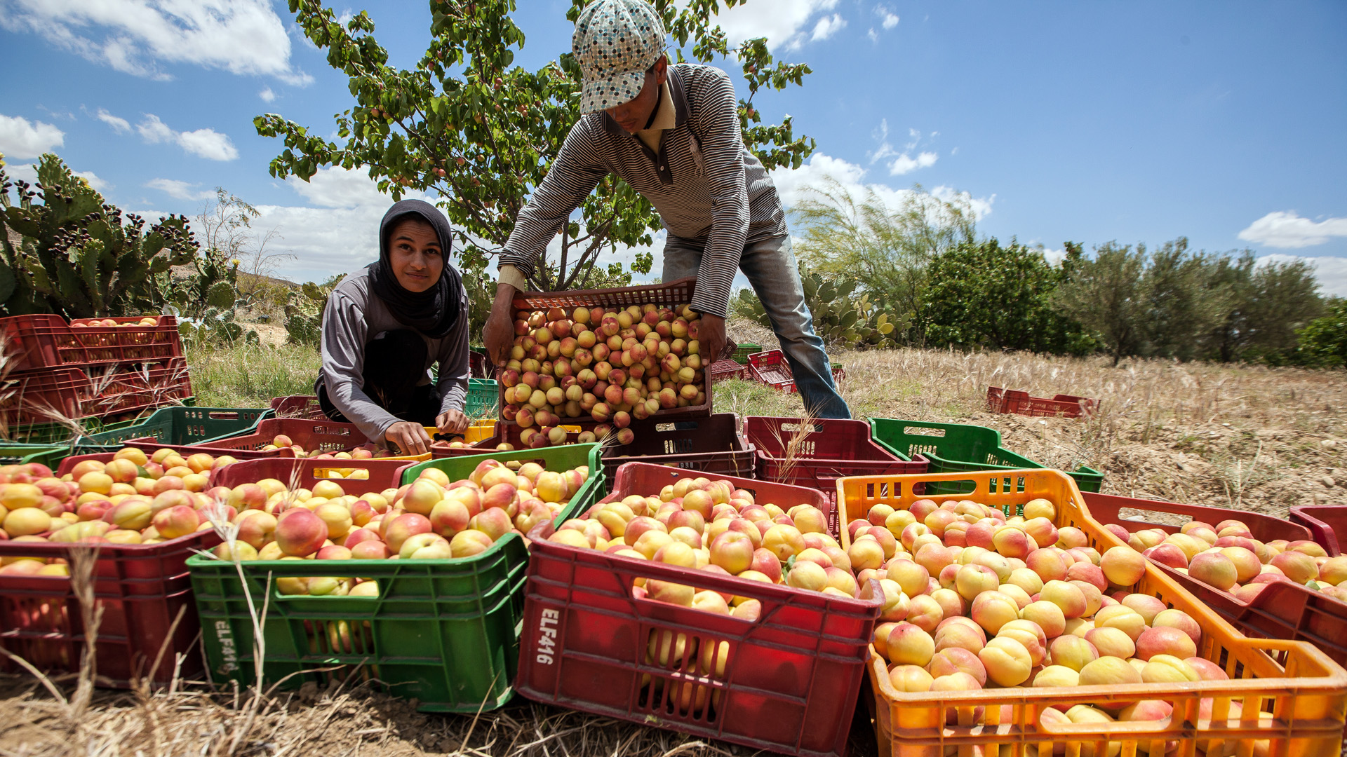 Peach harvest in Tunisia
