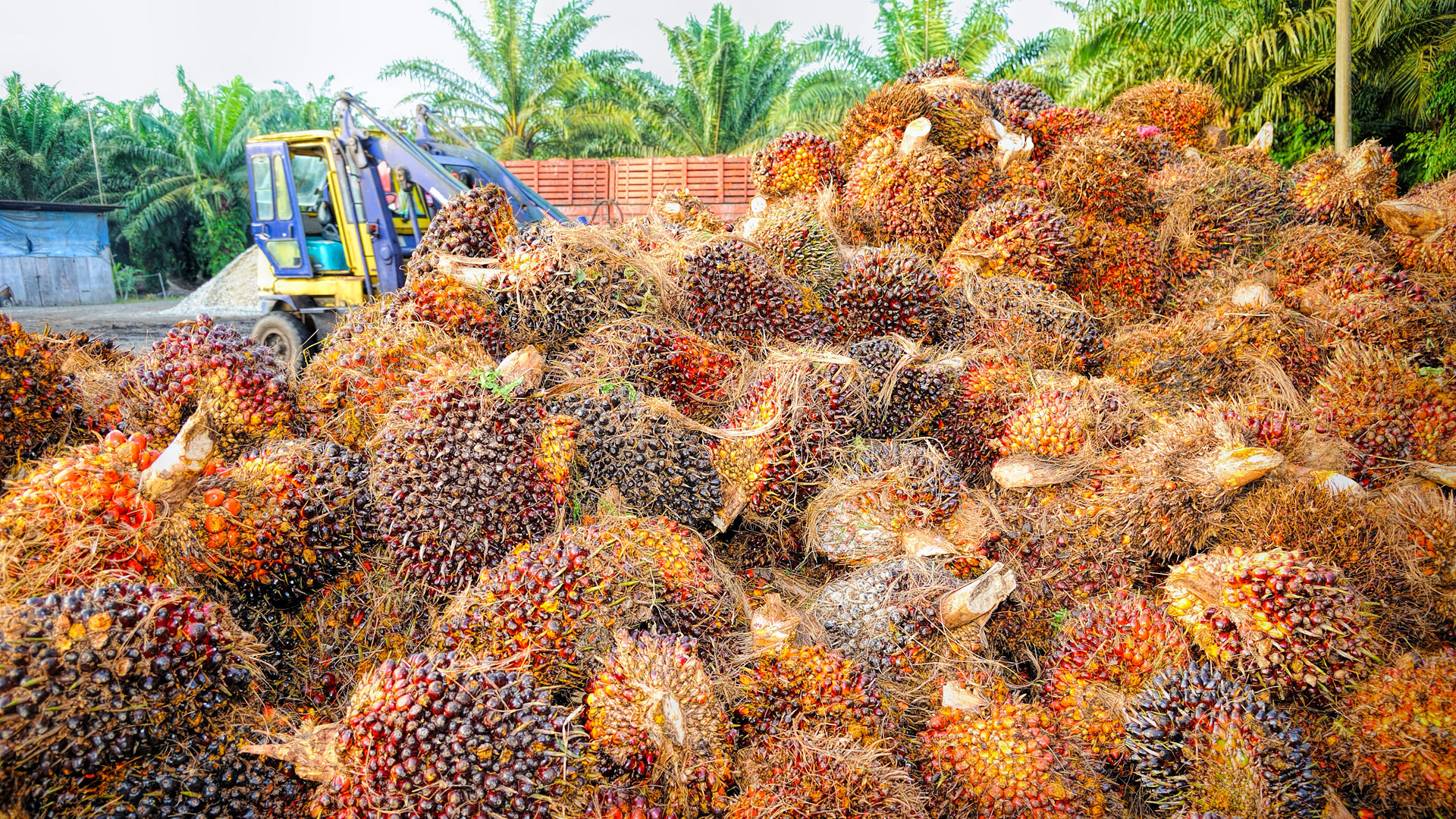 Palm oil fruits in Indonesia