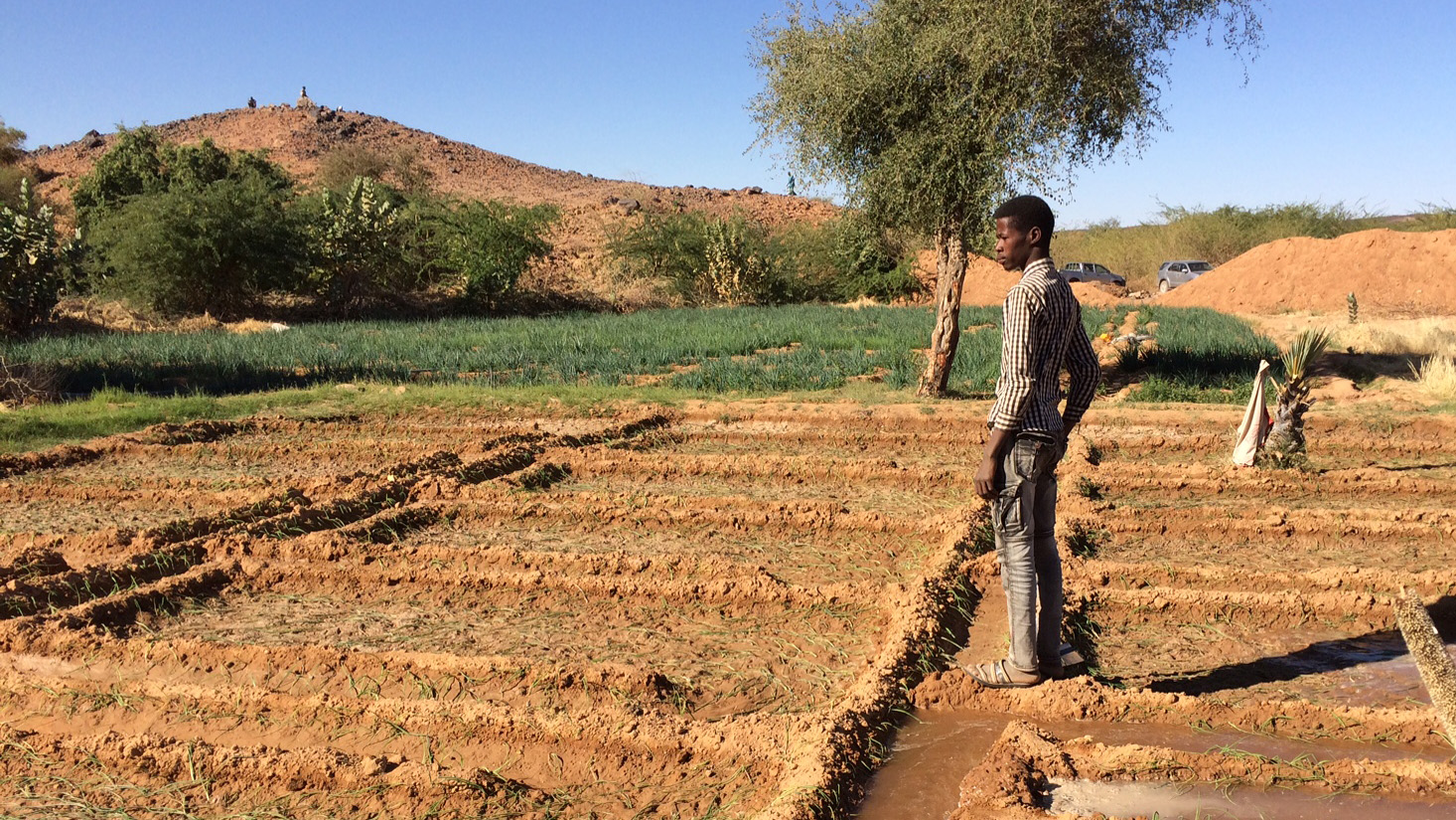 Bewässerungsparzellen in der Region Agadez, Niger