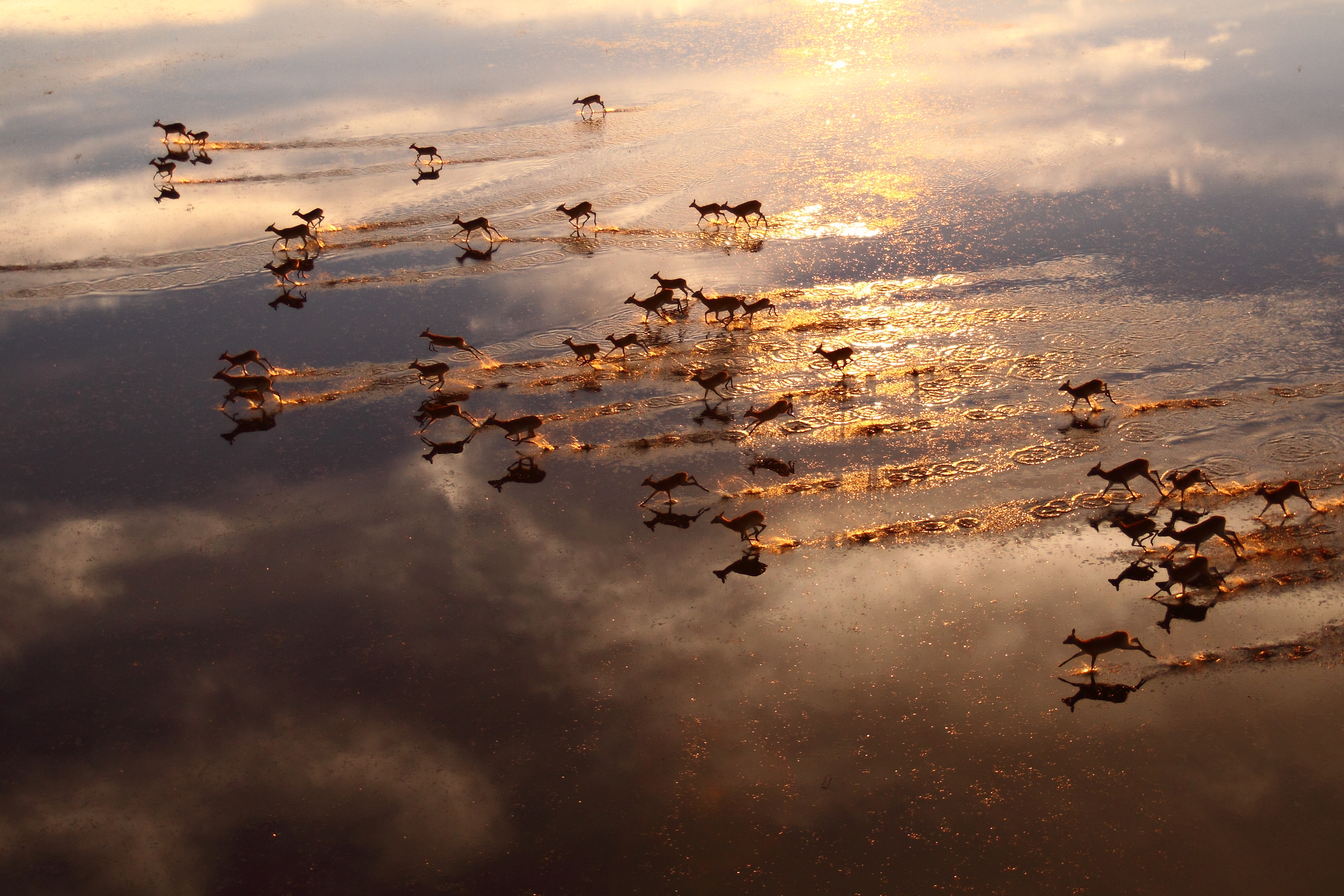 Schwarze Letschwe - eine Antilopenart - im Bangweulu Wetlands National Park, Sambia