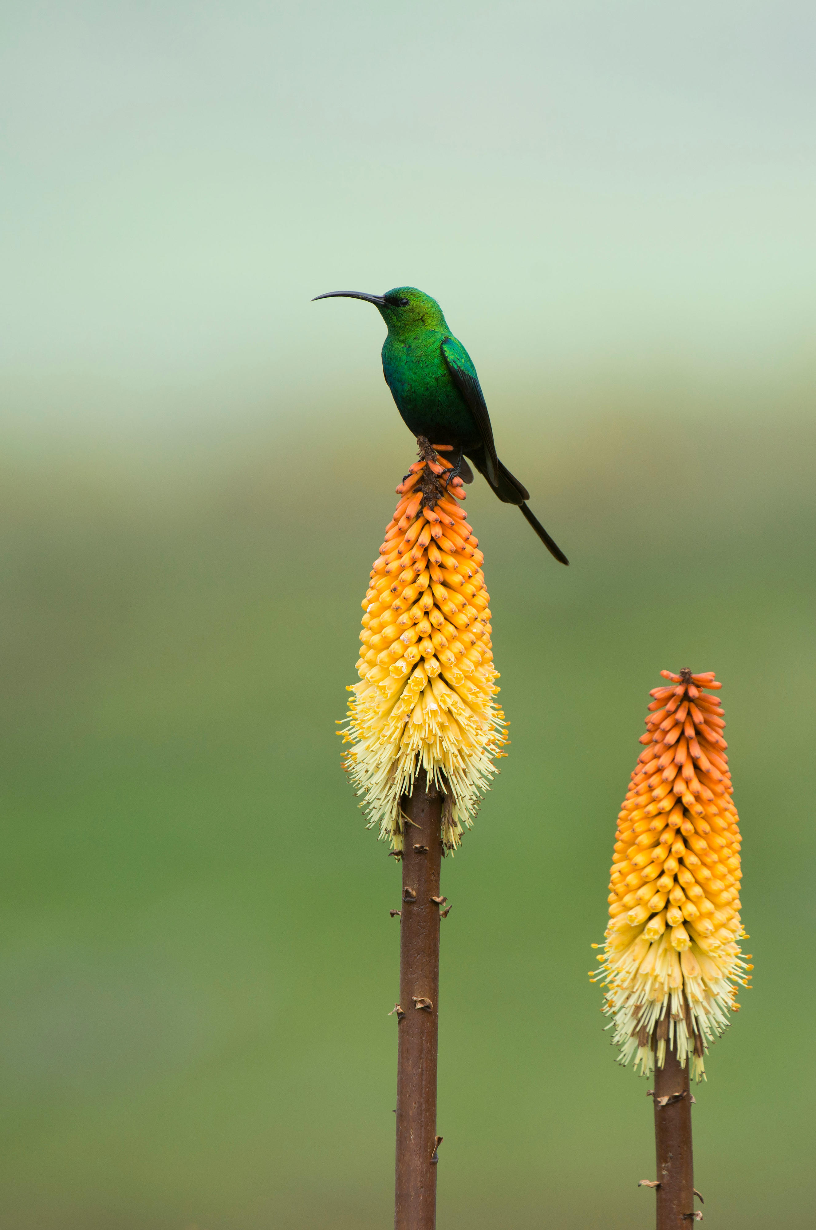 Malachite nectar bird