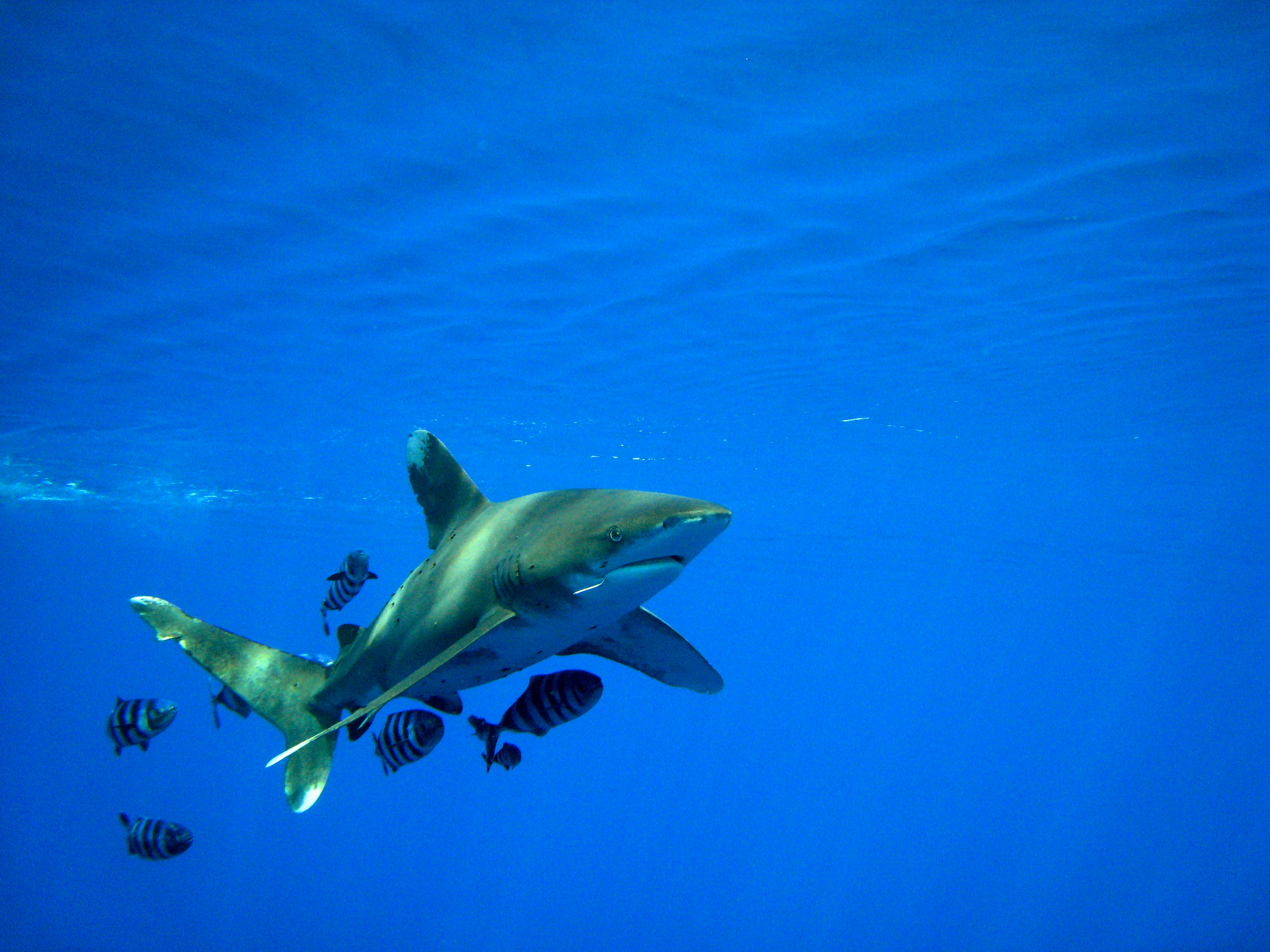 Oceanic whitetip shark