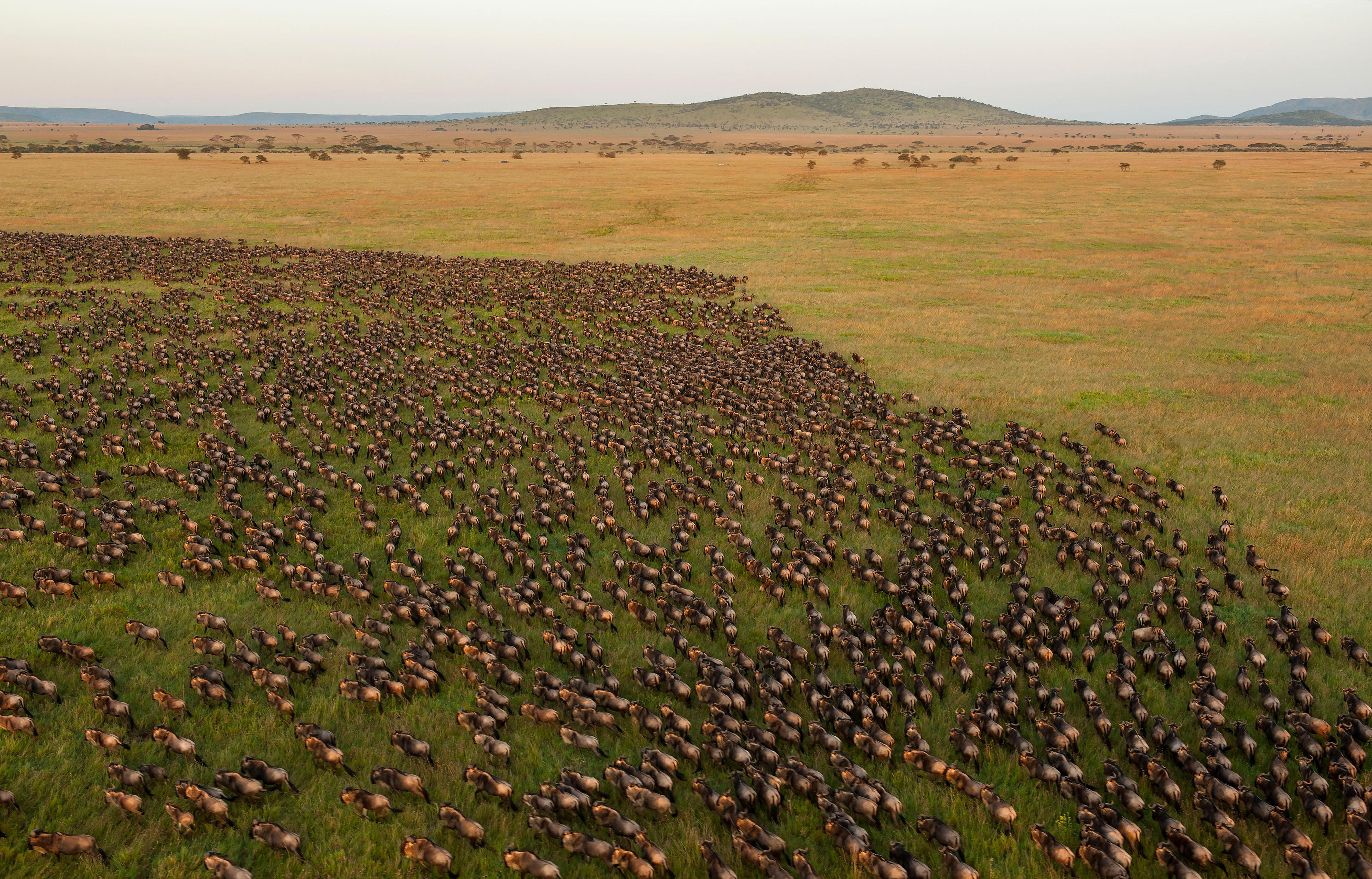 Gnus im Serengeti-Nationalpark in Tansania