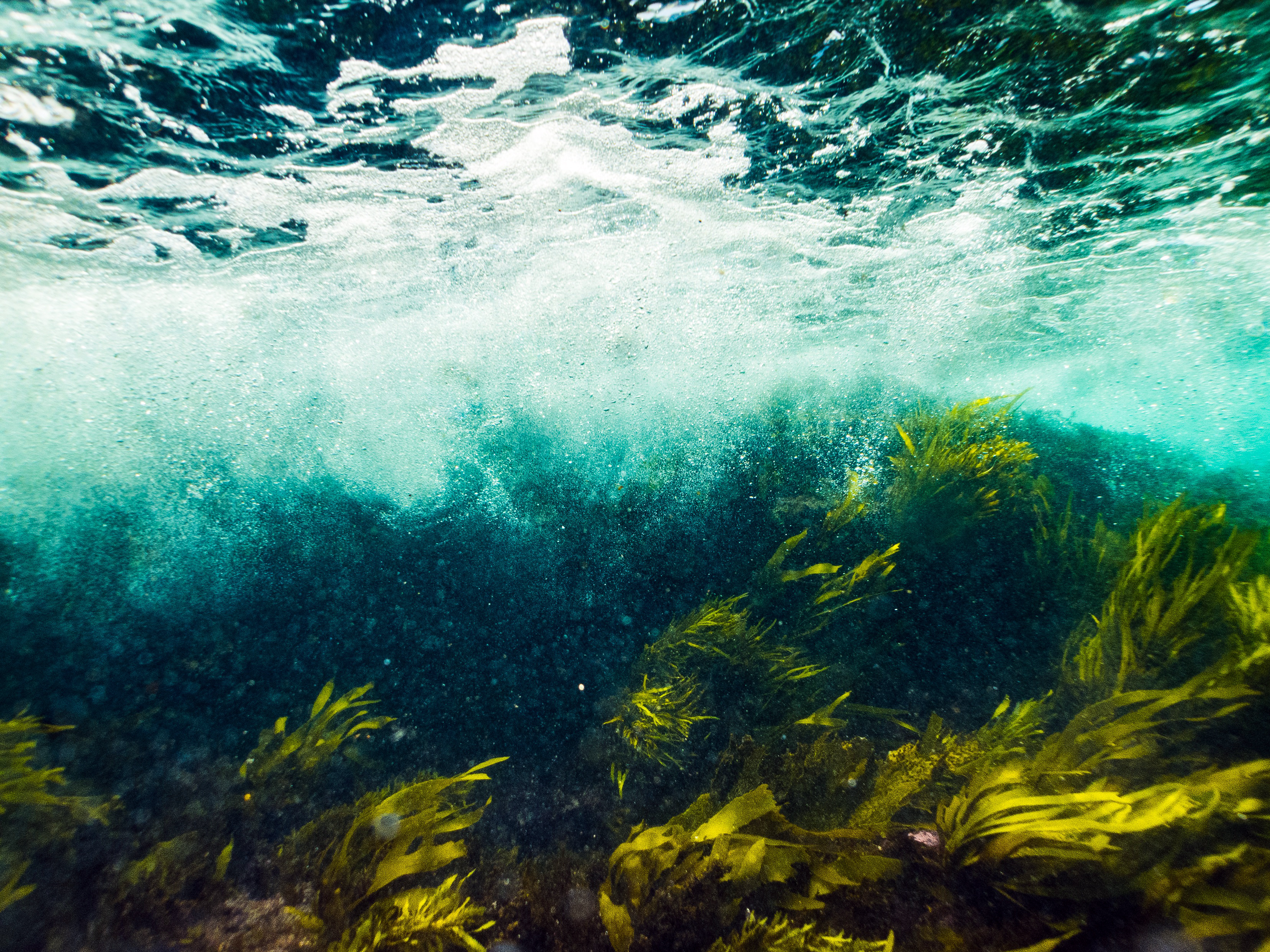 Океанические водоросли. Красивые водоросли. Водоросли в море. Морское дно с водорослями. Водоросли фон.