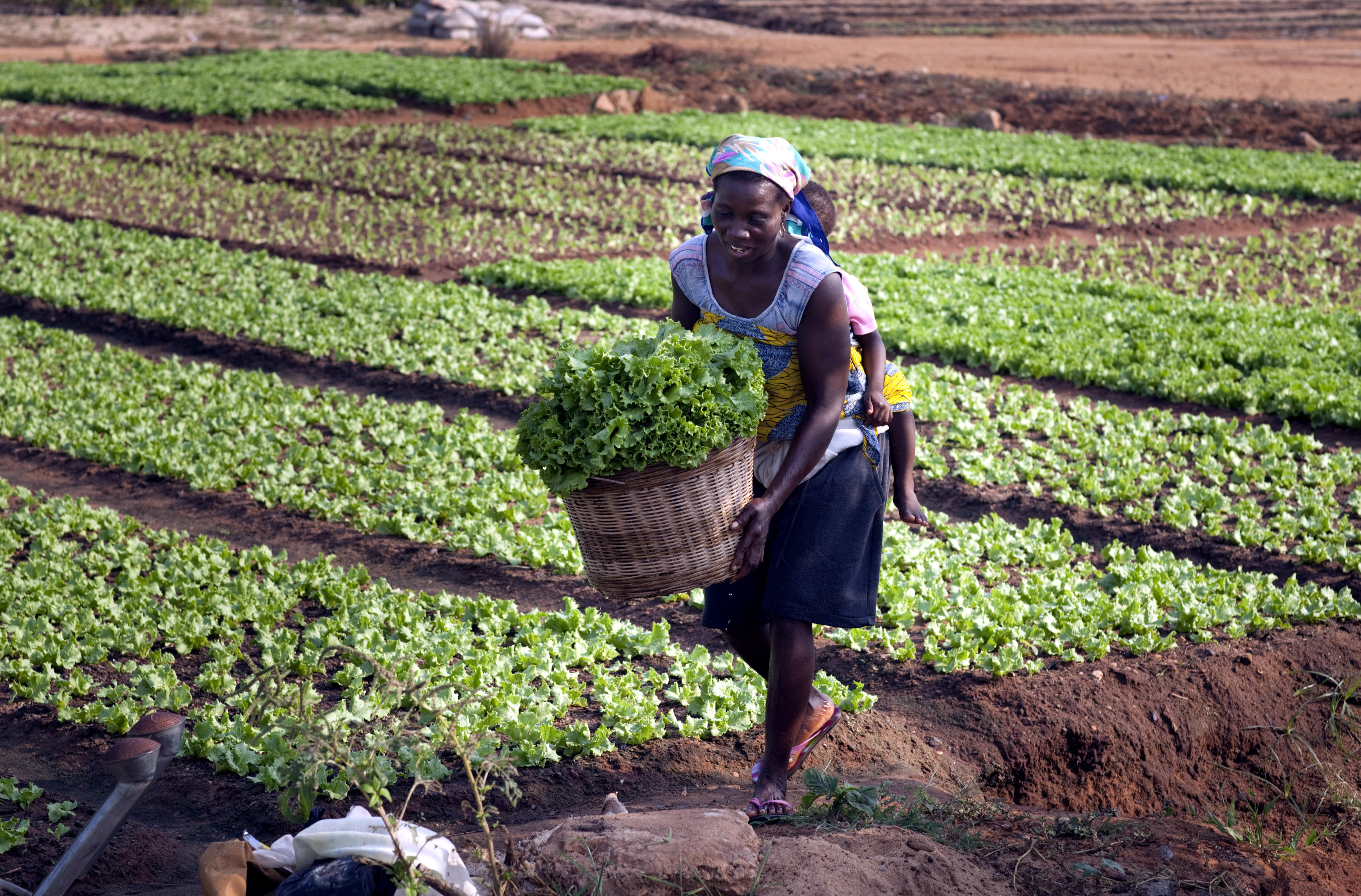 A woman in Togo harvests lettuce. She carries a toddler on her back.
