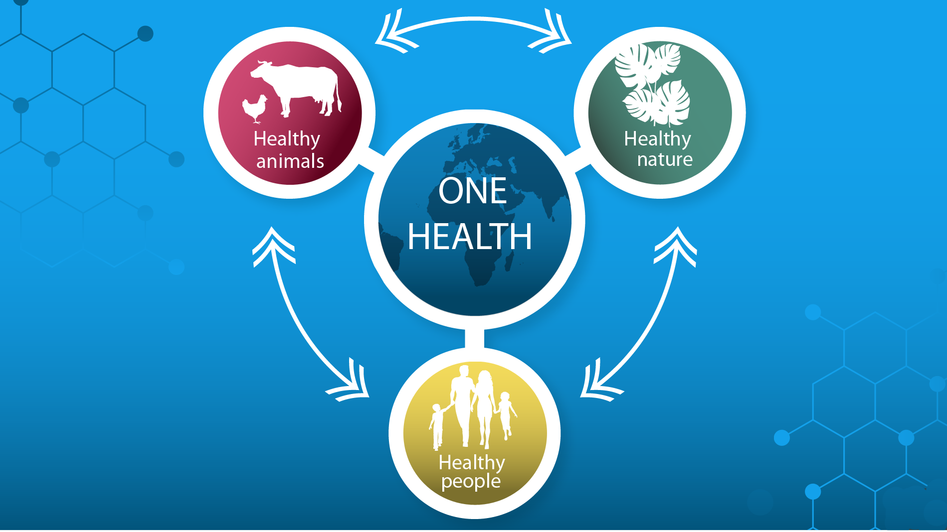 Graphic representation of the One Health approach: One Health is at the centre and there are interdependencies between human health, animal health and a healthy natural environment. 