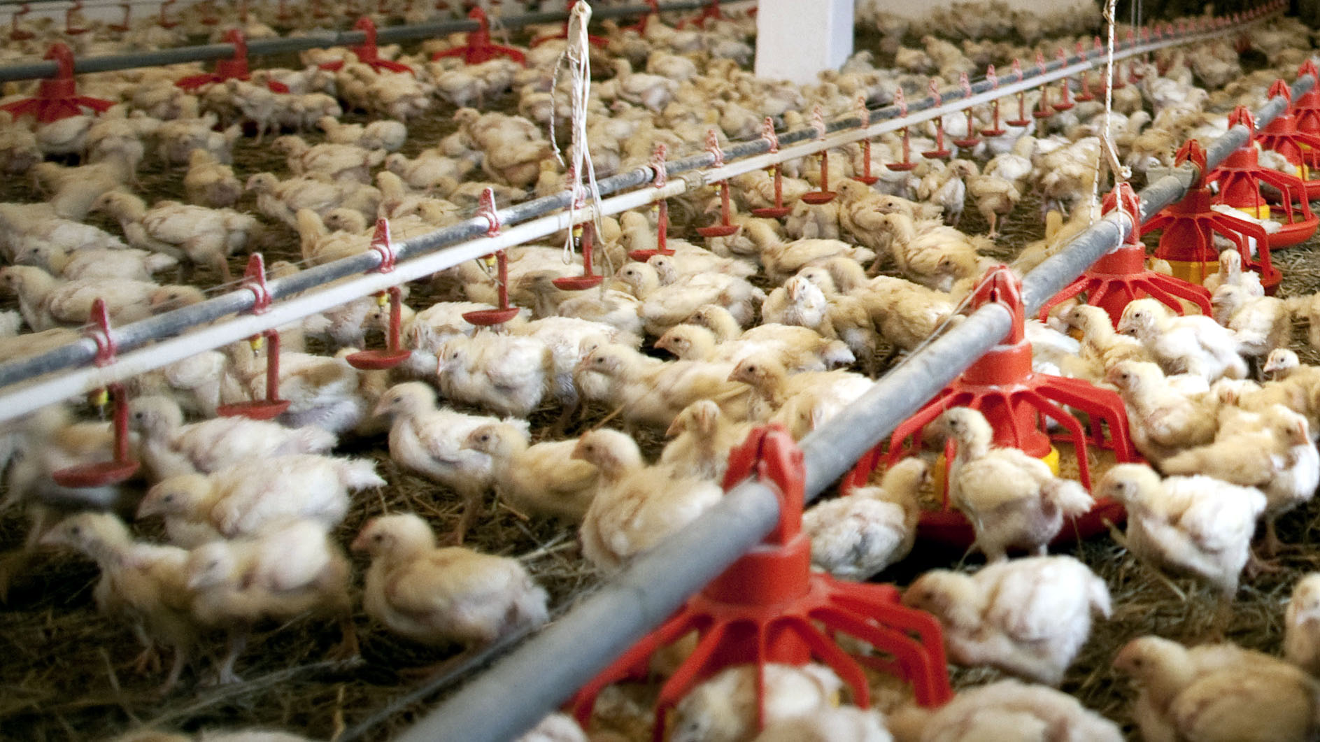 Hen chicks in a factory farm