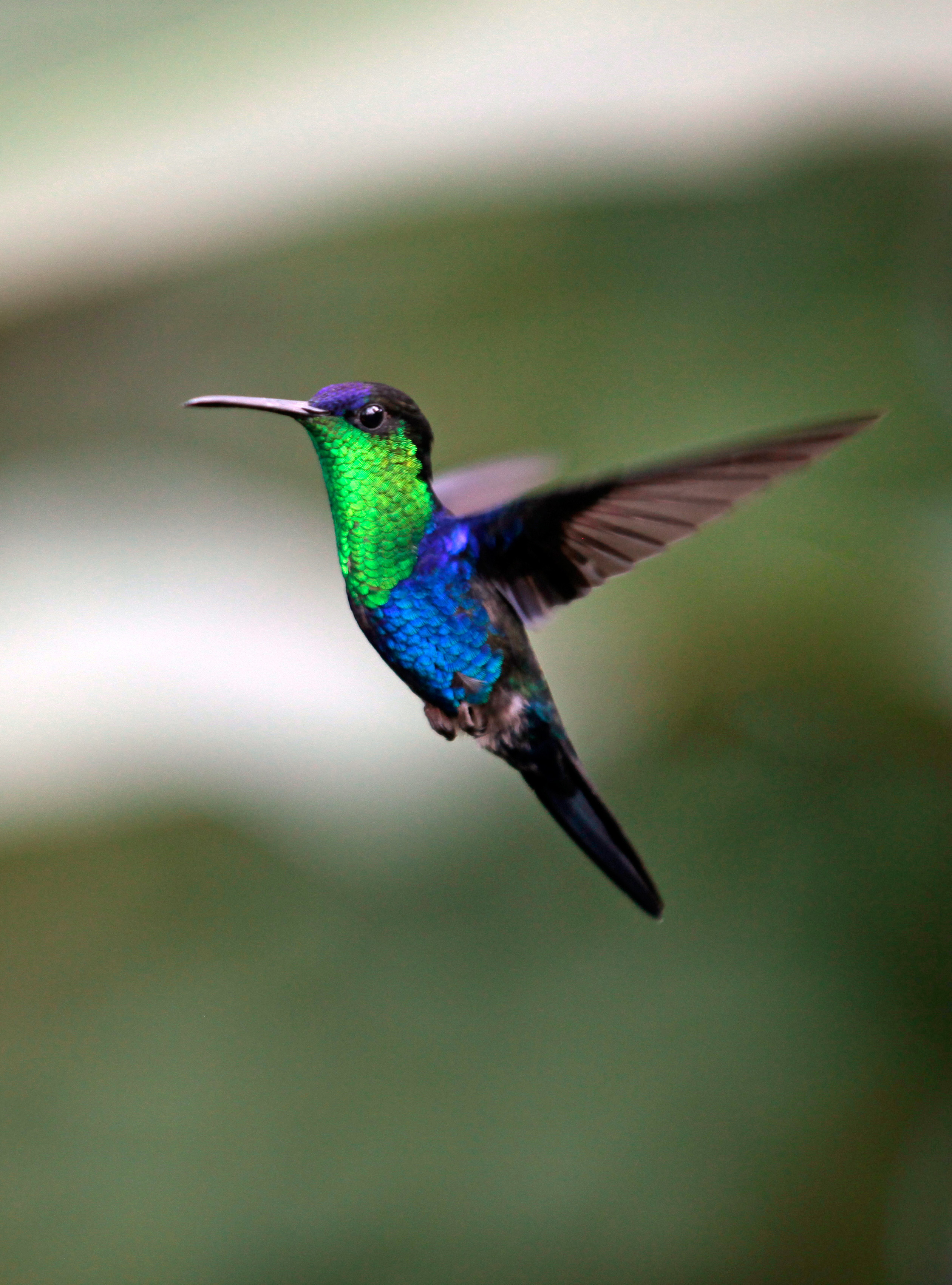 Kolibri in Costa Rica