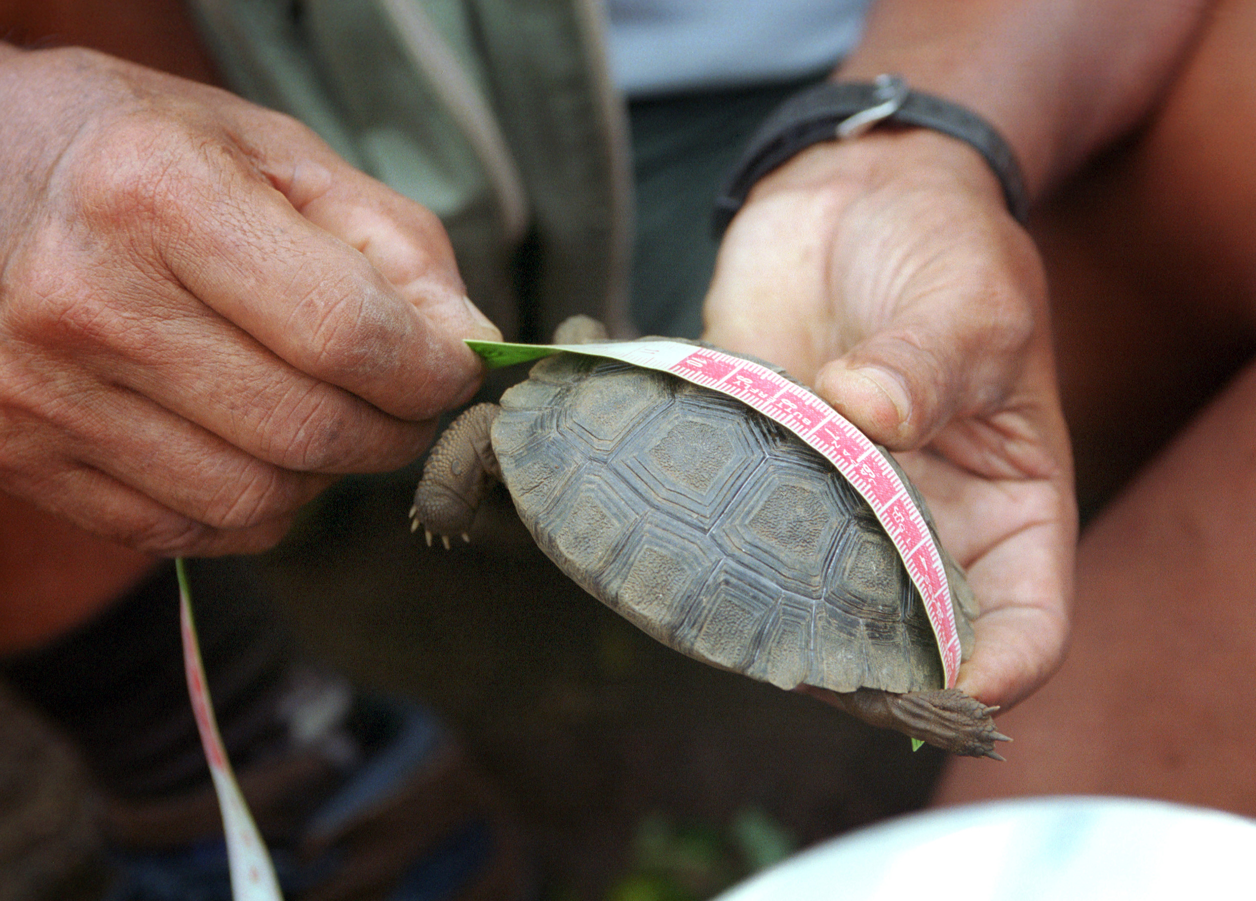 A young giant tortoise is measured.