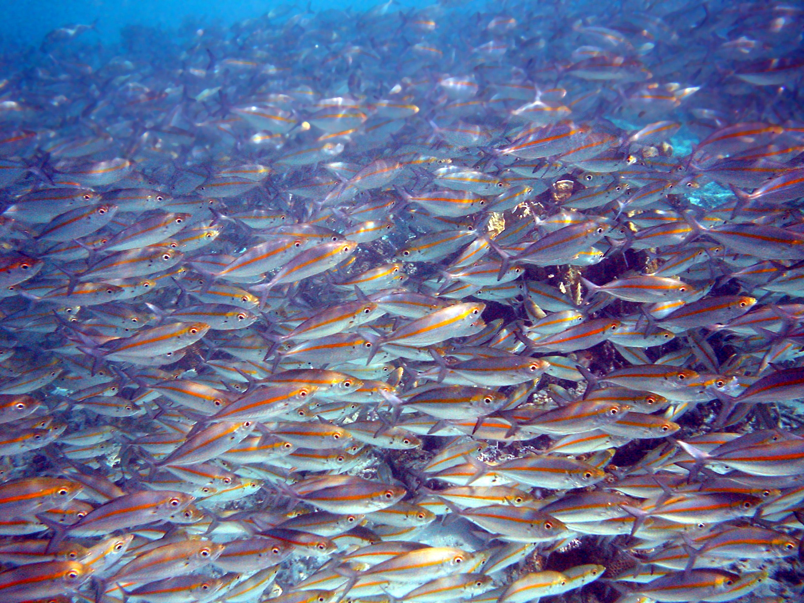 Shoal of fish (golden-striped fusiliers) in Papua New Guinea