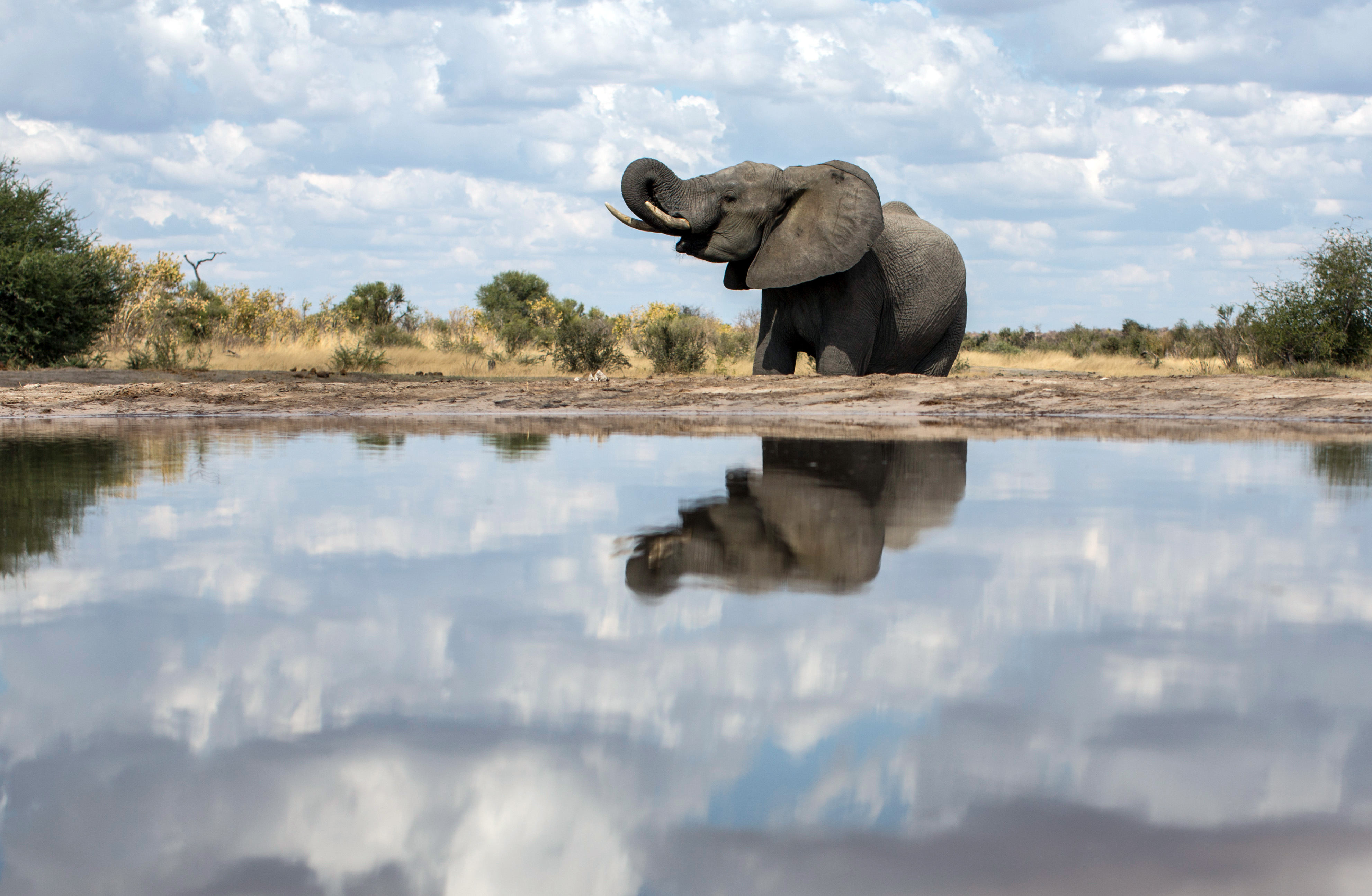 Elephant at a waterhole in Khaudum National Park in Namibia