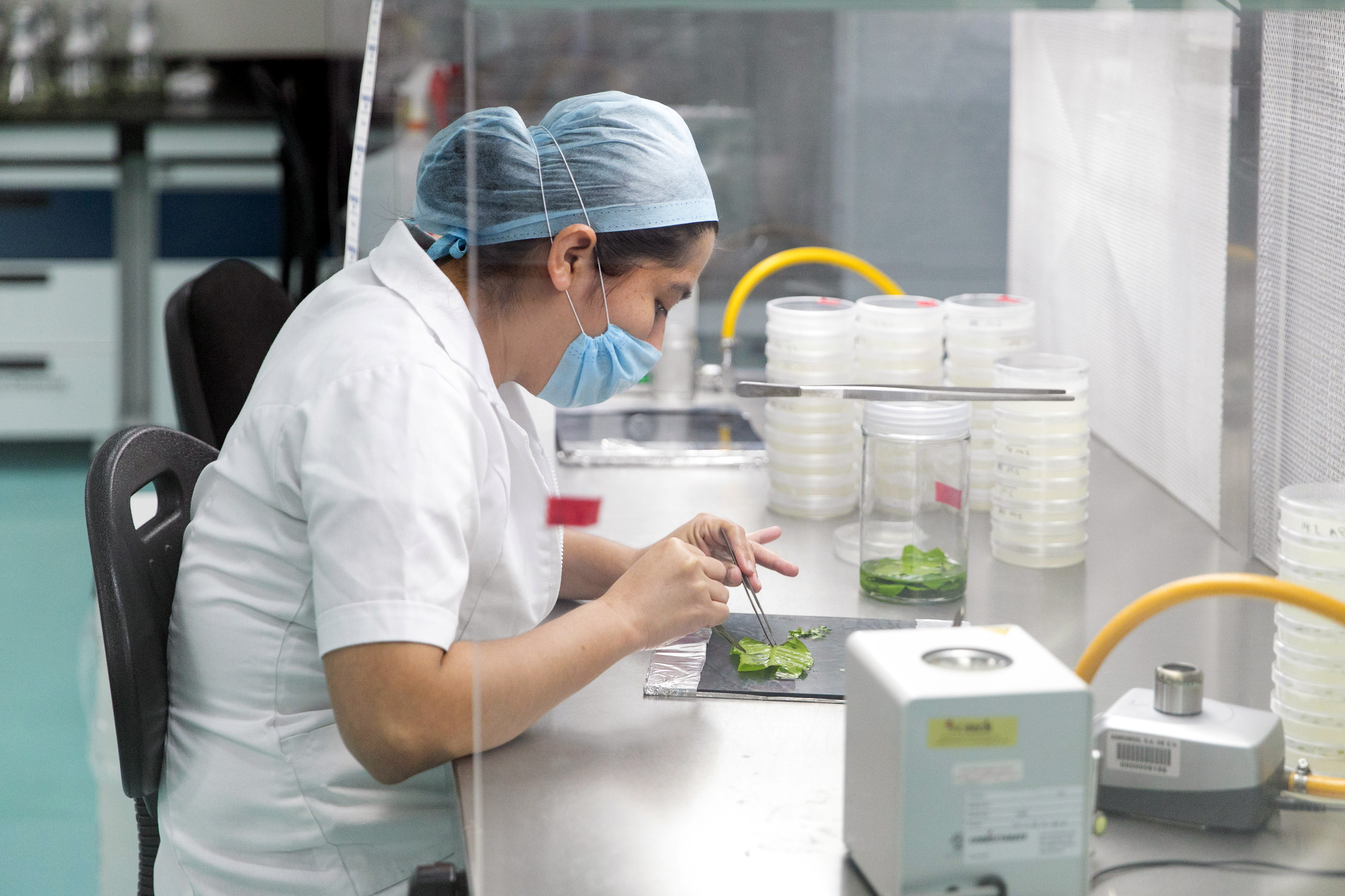 A lab technician in a Mexican plant breeding company takes cells from a coffee plant leaf.