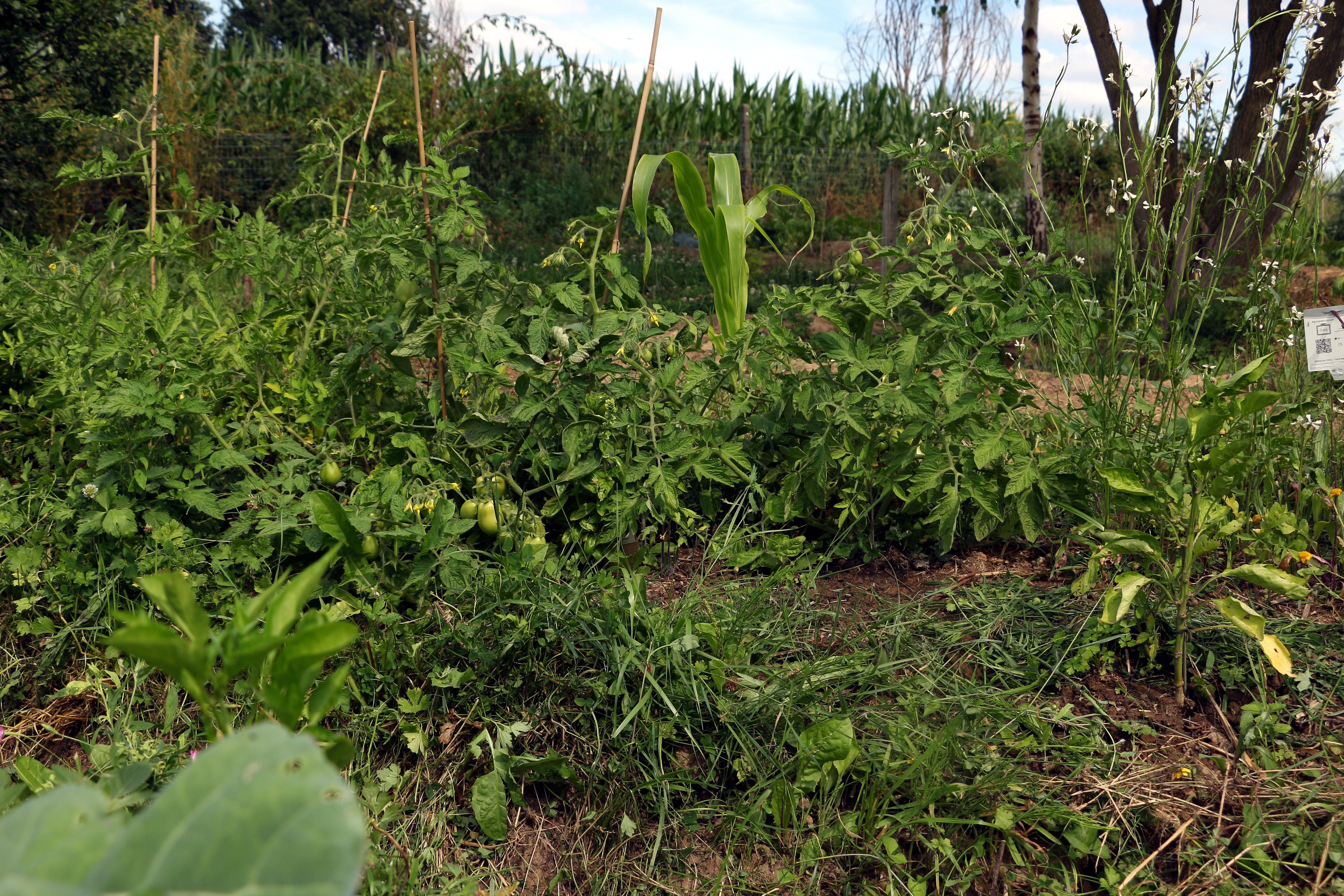 Permaculture bed with various crops