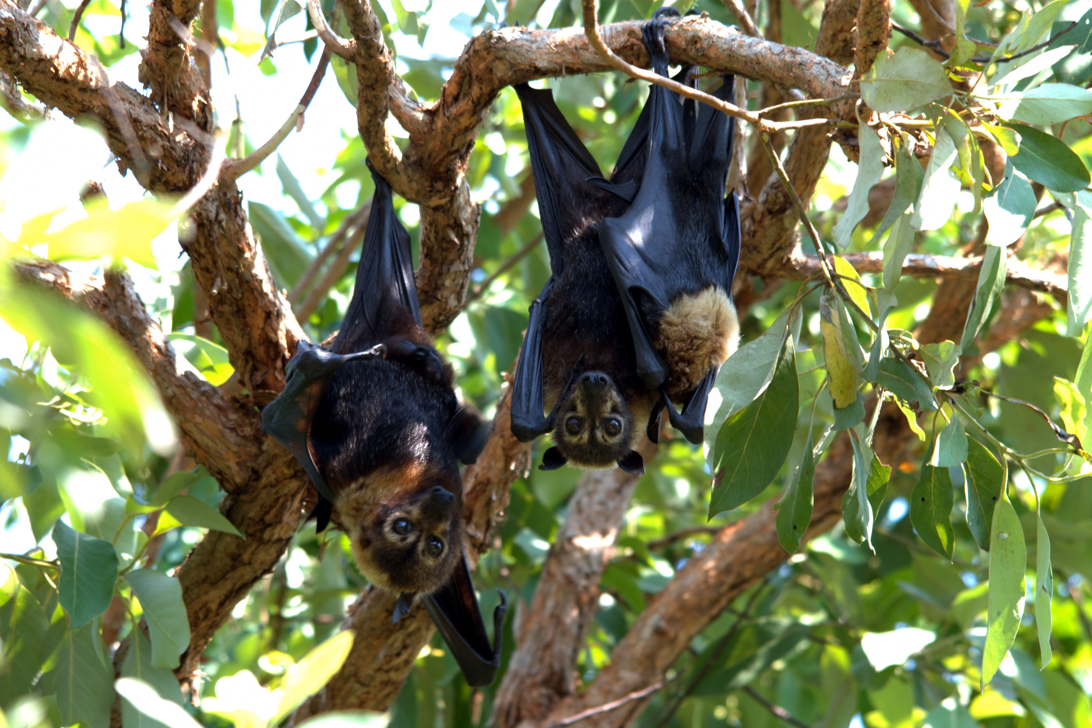 Spectacled flying foxes, parent pair with kitten
