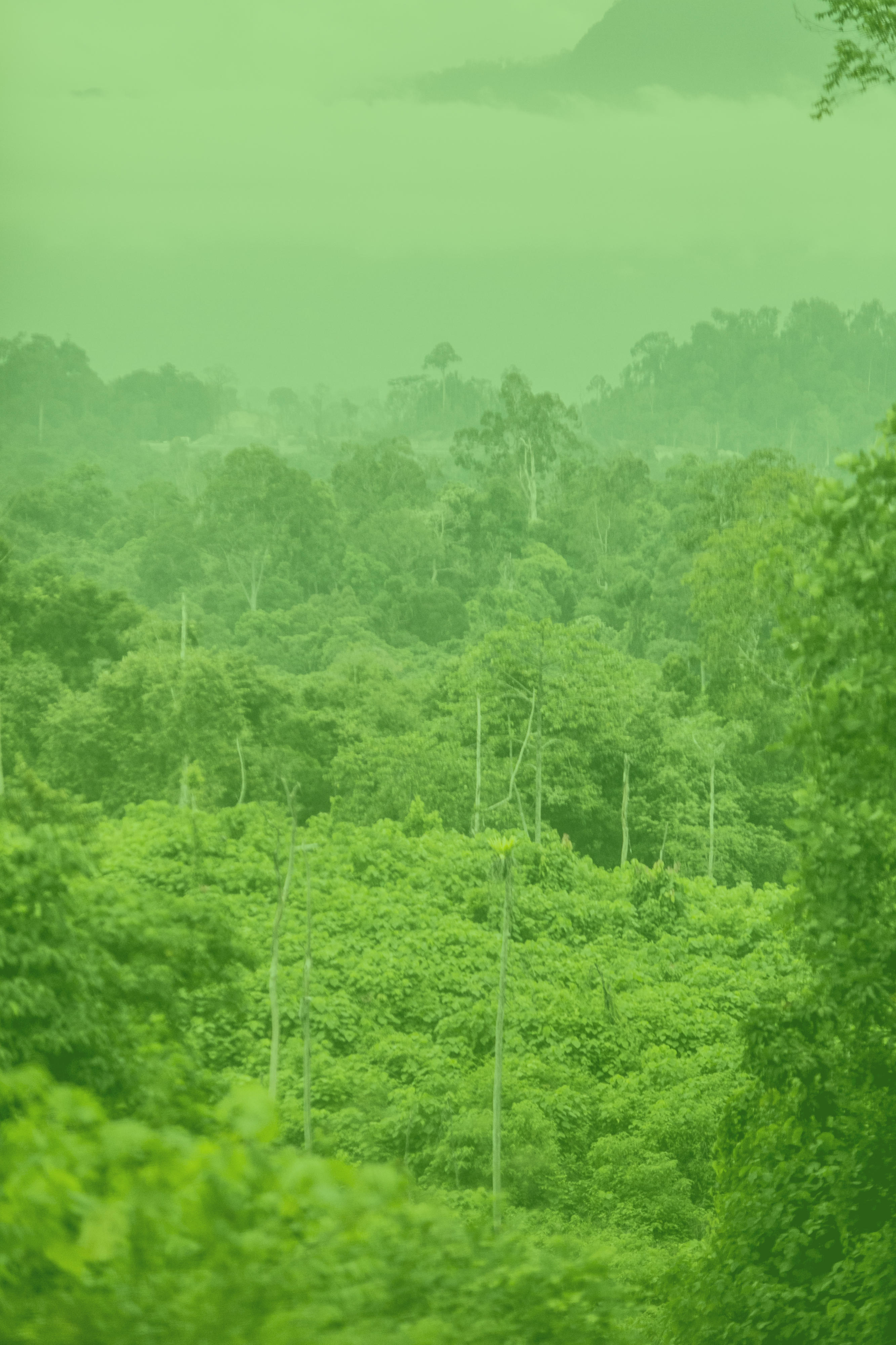 Wald in Indonesien