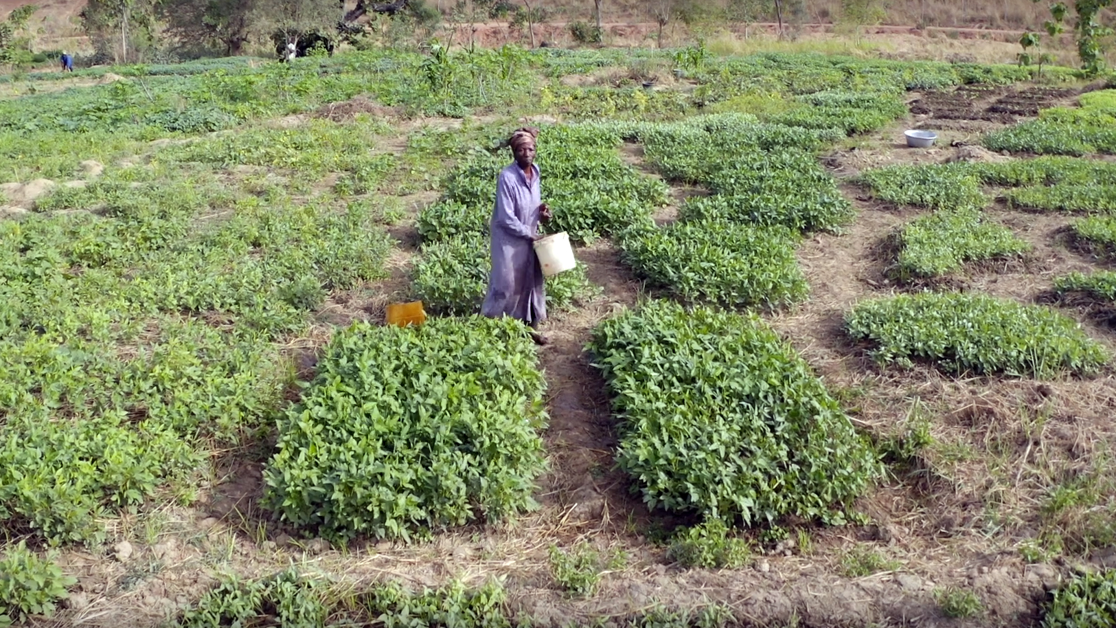 Still from the video "Impacts of climate change on crop production in Ghana's Upper West Region"
