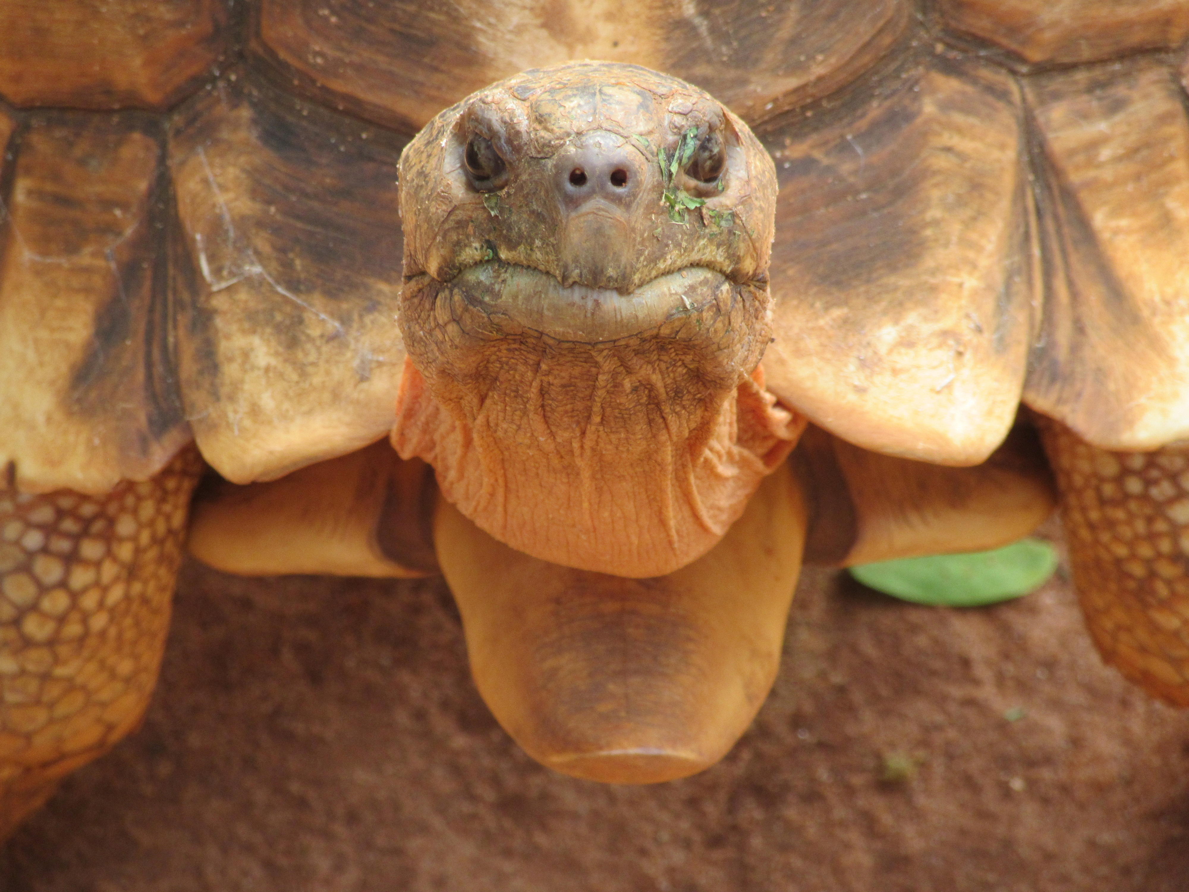 Schildkröte in Madagaskar