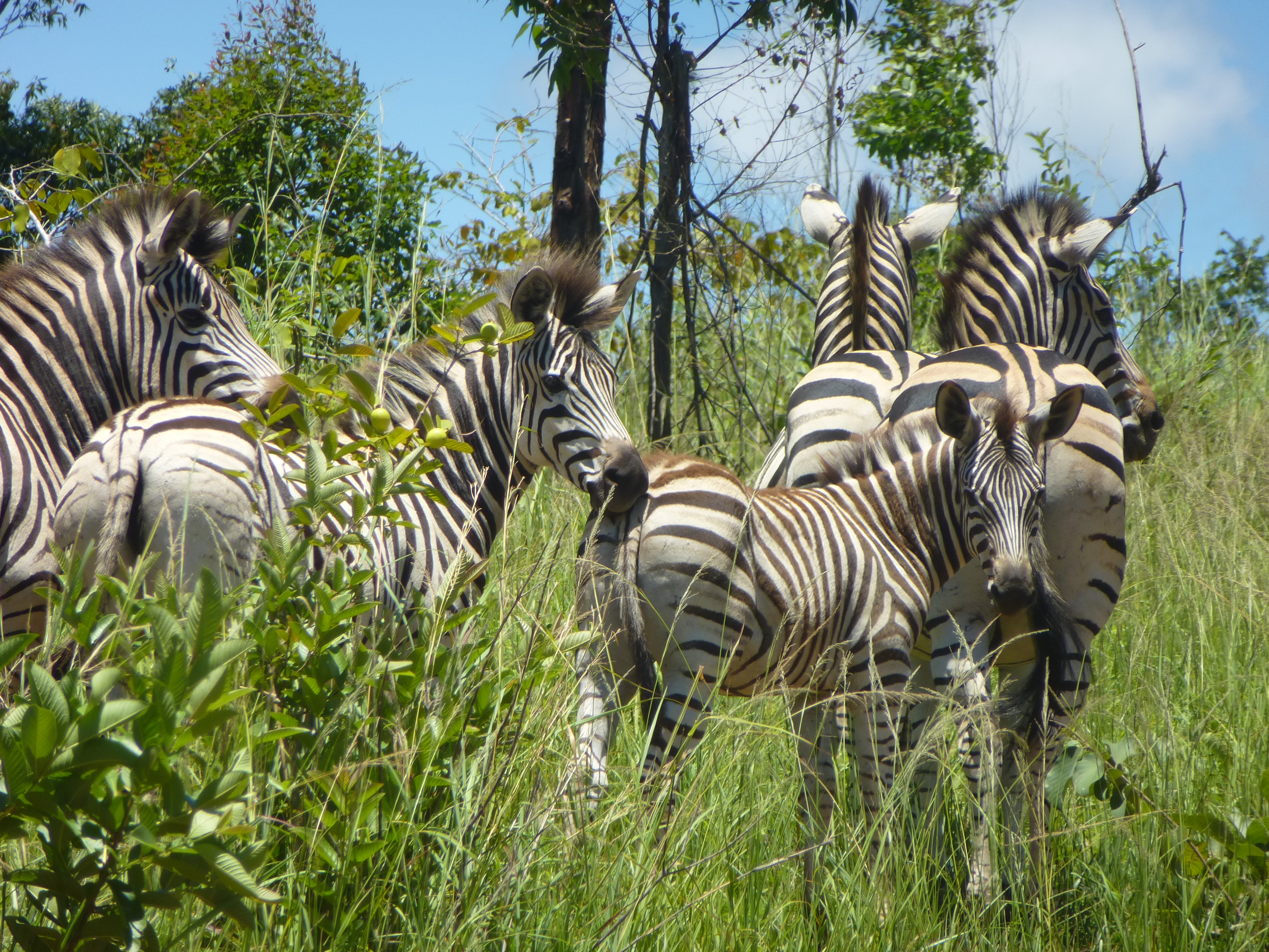 Zebras