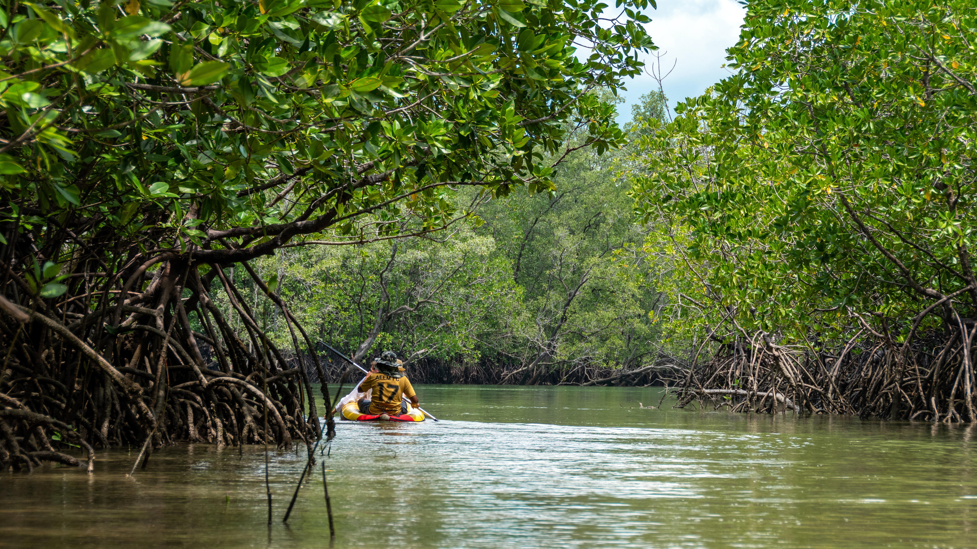 Mangrove Forest