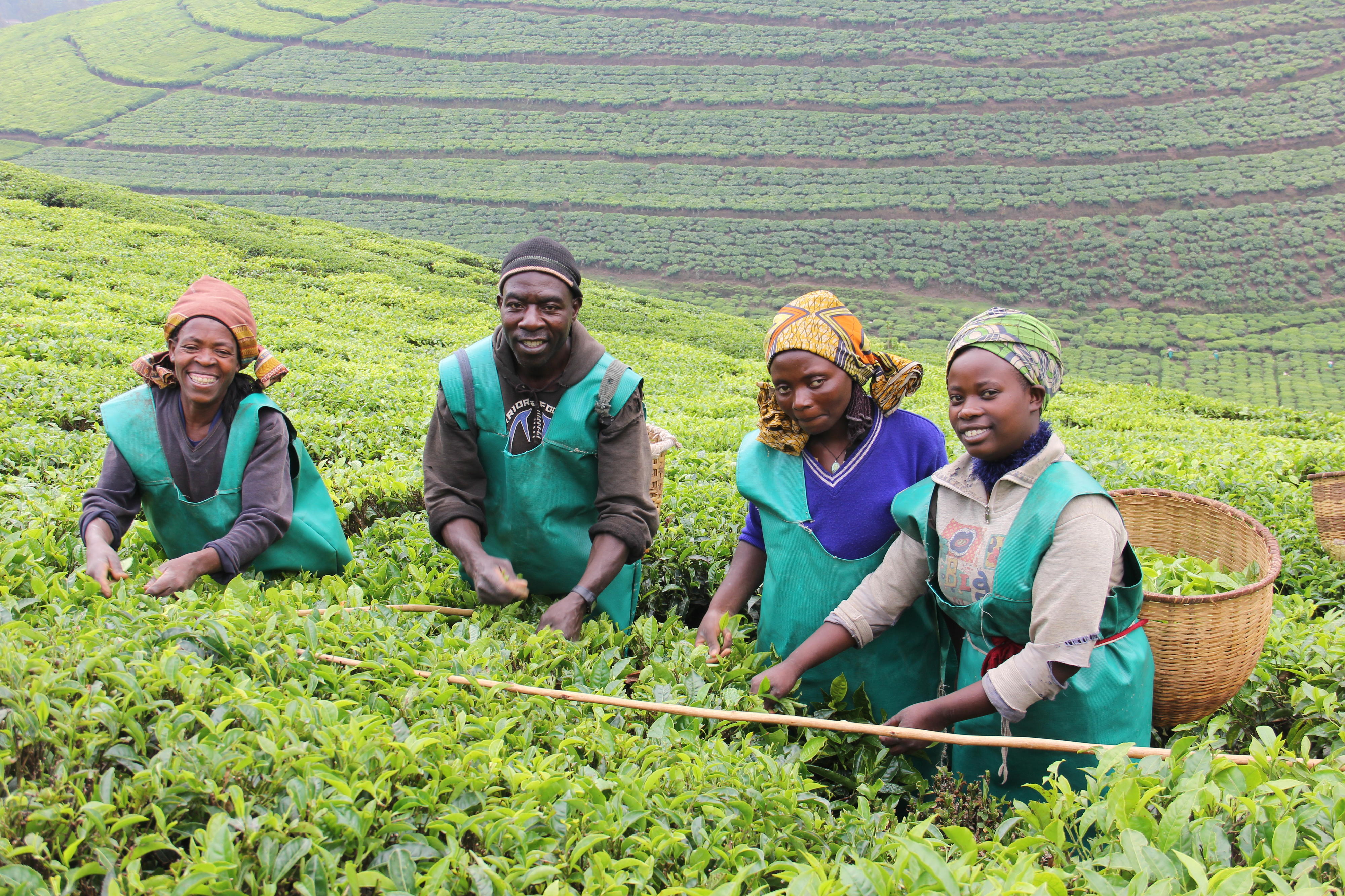 Landwirtschaft in Ruanda