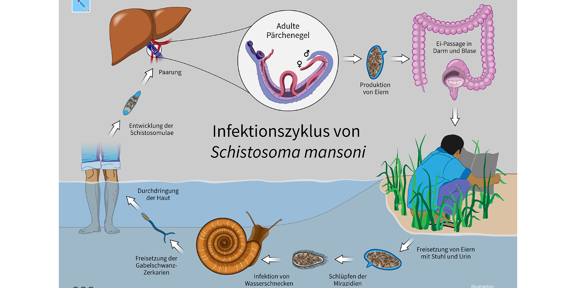 www.bmz.de